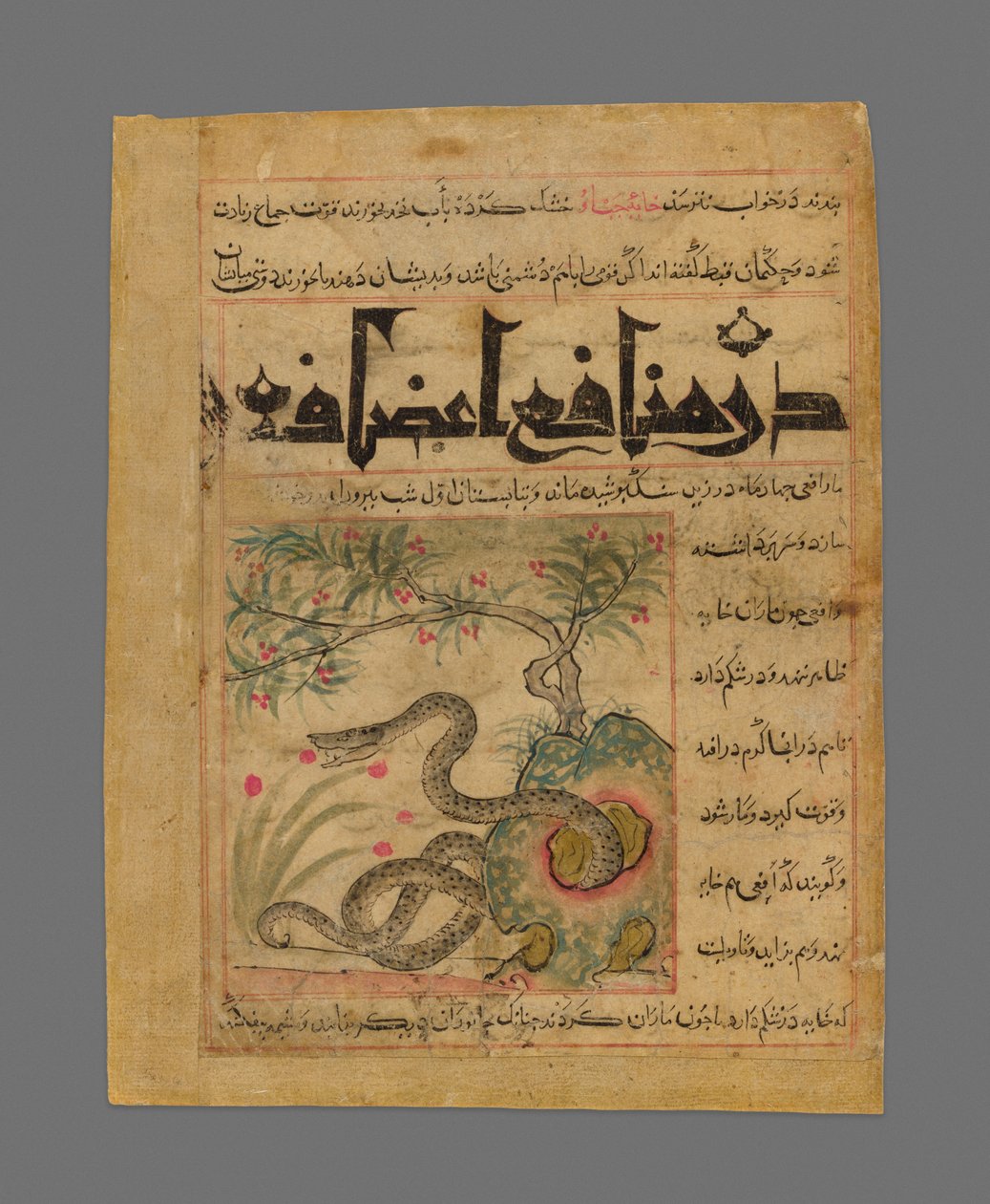 Kyy kalliopuutarhassa Ibn Bakhtishu