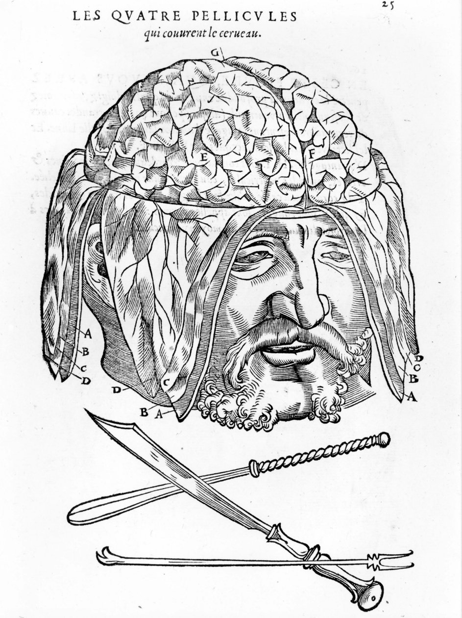 Walter Hermann Ryff: anatominen kuvaus ihmiskehon kaikista osista: aivoista. Pariisi 1545 tekijältä Unknown artist