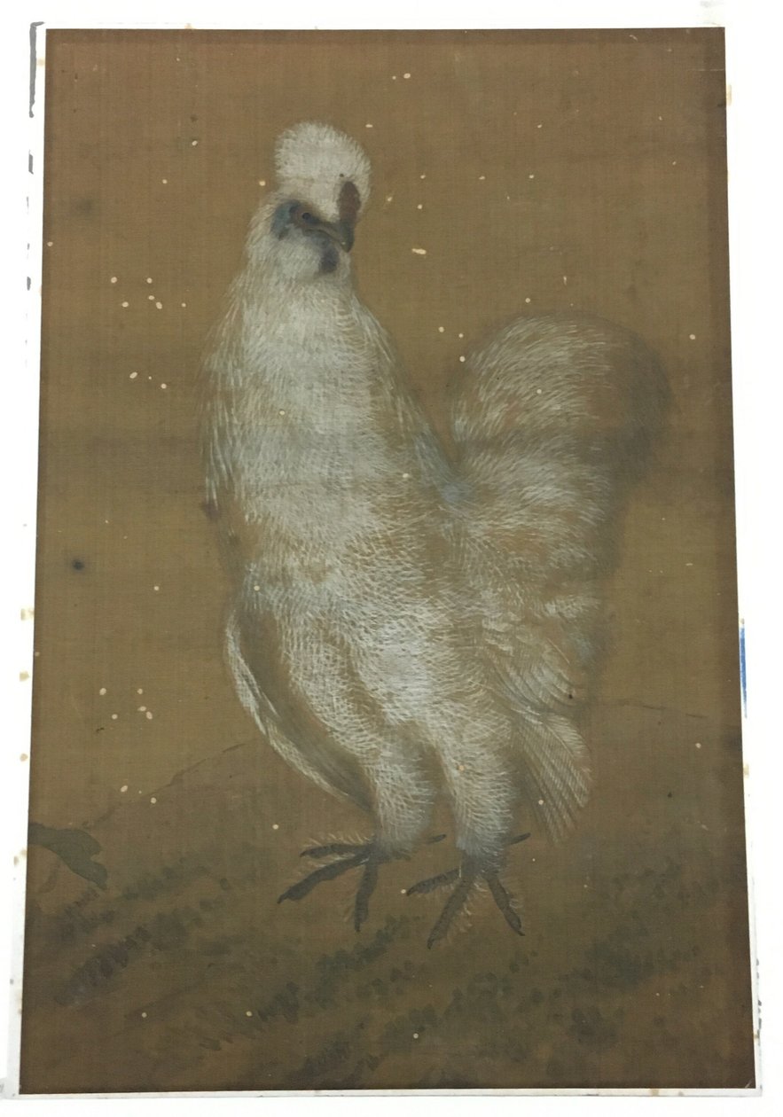 Valkoinen kukko tekijältä Unknown artist