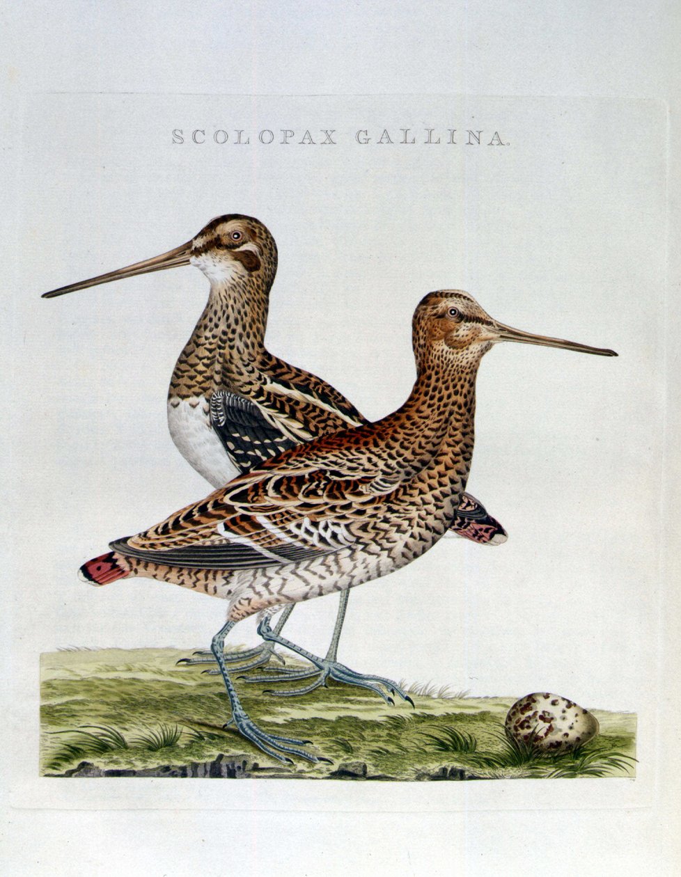 Kukot ja muna (scolopax gallina) - kaiverrus tekijältä Unknown artist