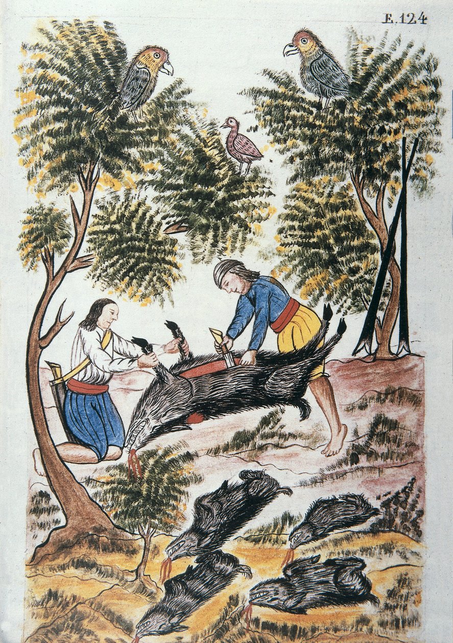 Nuoret intiaanit teurastavat villisikaa Trujillon piispan (1782-1785) Baltazar Martinez Compañón y Bujandan kirjasta "Trujillo del Peru" tai "Códice Martínez Compañón" tekijältä Unknown artist