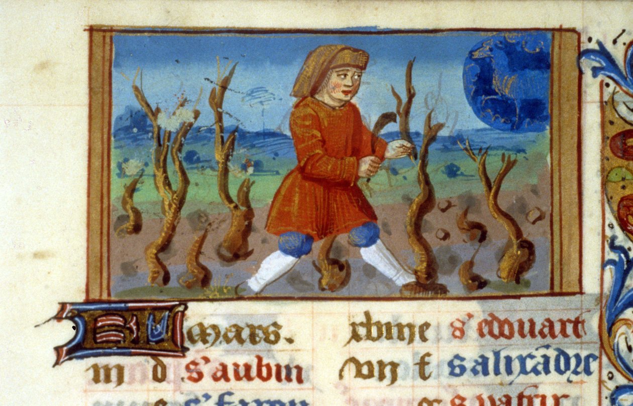 Zodiac Oinas ja puun koko - Keskiajan miniatyyri (viite 137, 047r) - Pyydä lupa Toulousen kaupunginkirjastolta (puh: 05 62 27 66 66) tekijältä Unknown artist