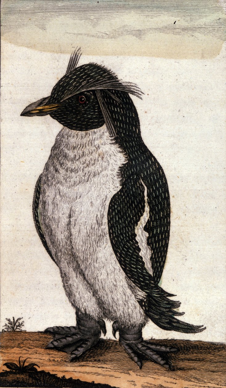 Zoologinen kartta, joka kuvaa Albatross-perheen Diomedea-lintua. Kaiverrus 1700-luvulta tekijältä Unknown artist