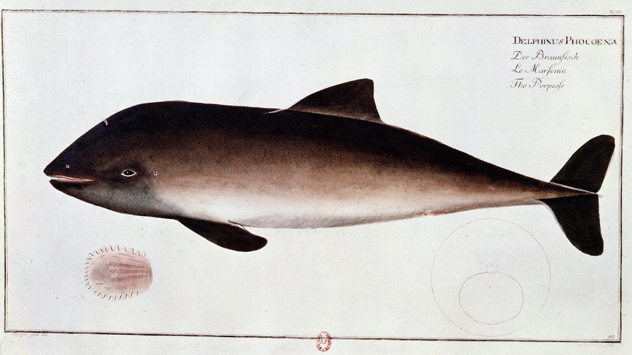 Eläintiede: pyöriäistä edustava vesinisäkästaulu. Painos 1700-luvun alusta B.N. Pariisi tekijältä Unknown artist