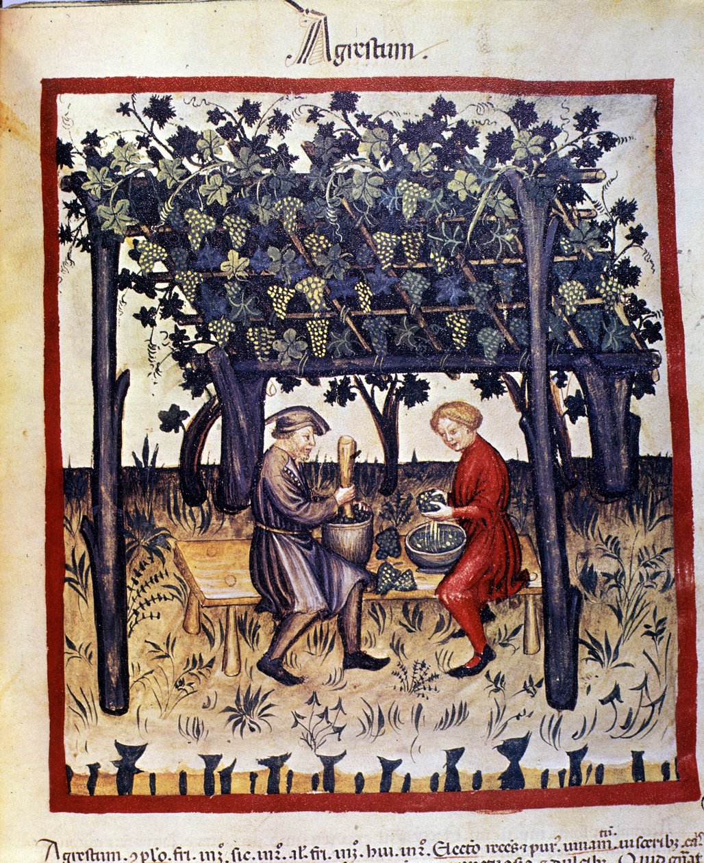 rypäleiden puristaminen sadonkorjuun yhteydessä. Valaistus lääketieteen ja dietetiikan lypsystä "" Tacuinum sanitatis"" tekijältä Unknown artist