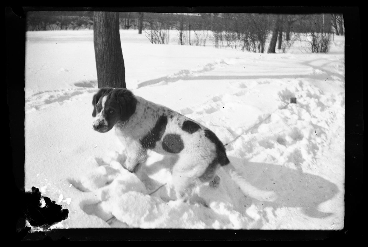 Sarto Viipurin puistossa tekijältä Unknown artist/maker