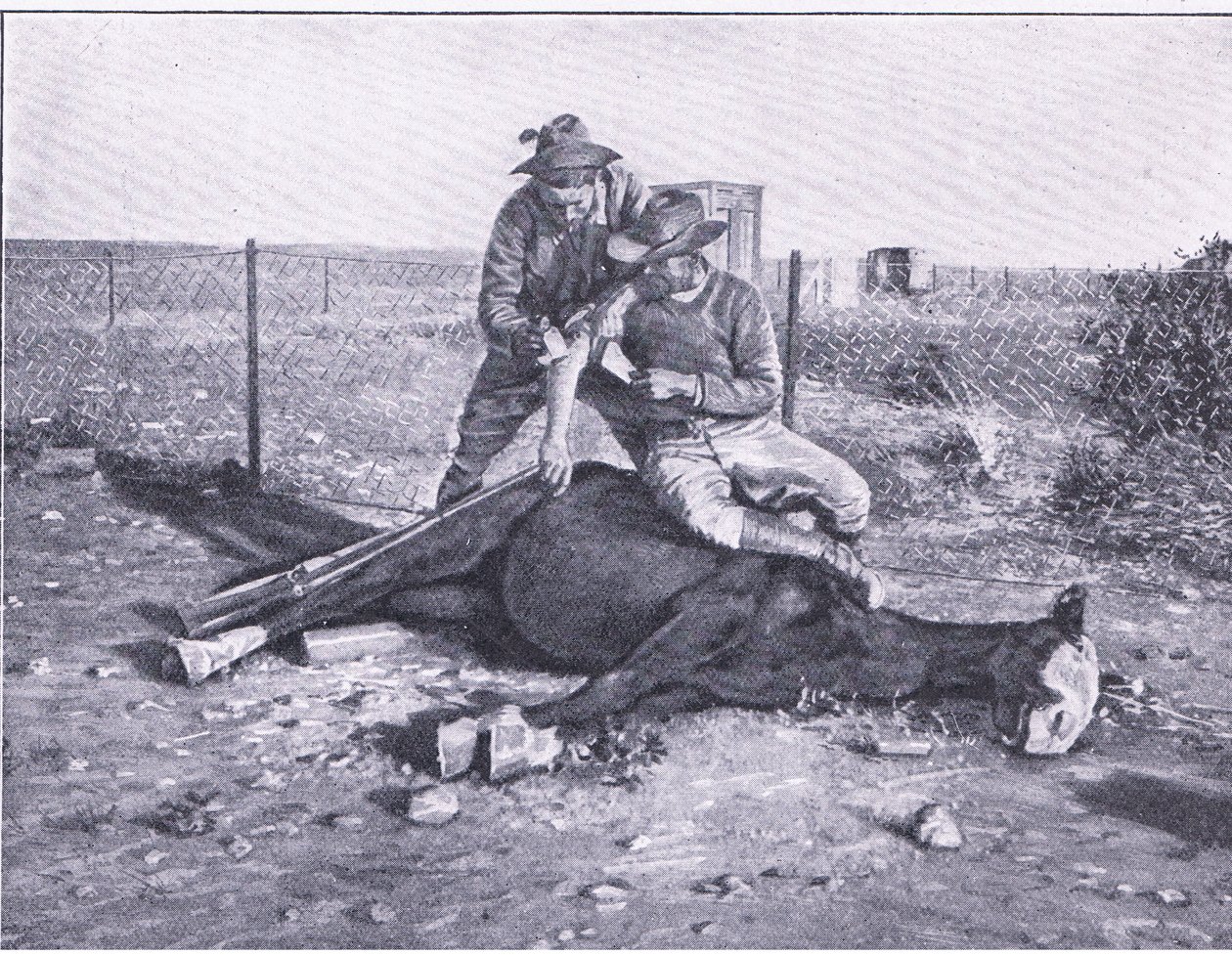 Kapea pakopaikka. Haavoittunut tiedustelija, jonka hevosensa on ammuttu alta, Harmsworth Bros Limitedin julkaisemasta After Pretoria: The Guerilla War -julkaisusta tekijältä Unknown photographer
