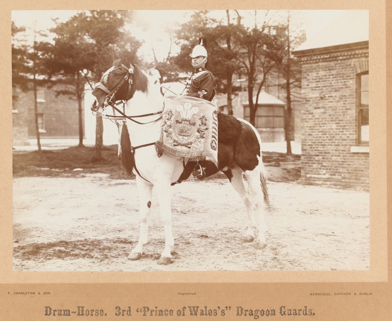 ?Rummuhevonen, Walesin 3. prinssin? Dragoon Guards?, 1895 noin tekijältä Unknown photographer