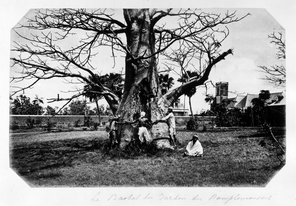 Baobab greippipuutarhassa, Mauritius - "" Souvenir de l