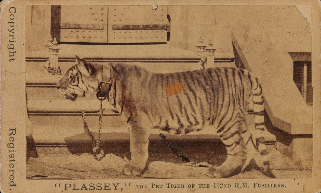 Plassey, Royal Madras Fusiliersin lemmikkitiikeri tekijältä Unknown photographer