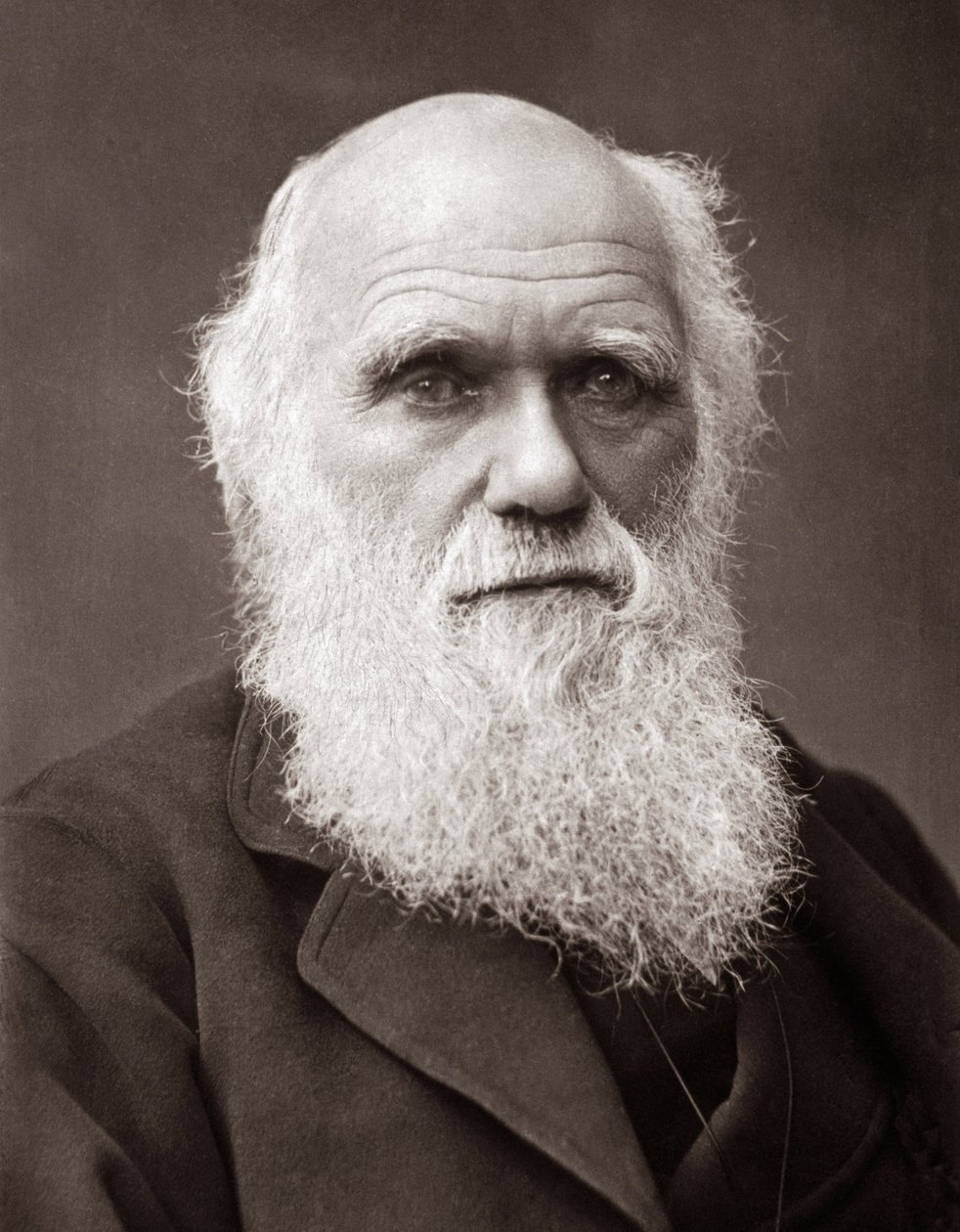 Englantilainen luonnontieteilijä Charles Robert Darwin (1809-1882) tekijältä Unknown photographer