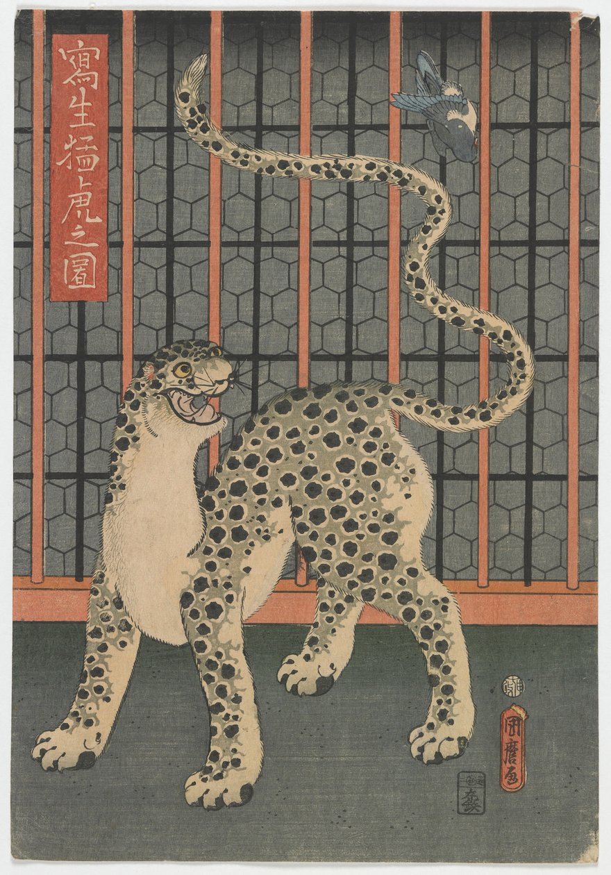 Elävästä elämästä piirretty leopardi, Edo-kausi, 1860 (värillinen puupiirros) tekijältä Utagawa Kunimaro