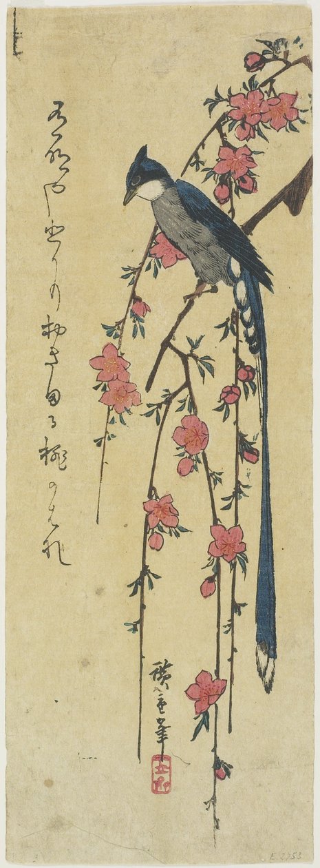 (Pitkäpyrstö kukko roikkuvalla kirsikkapuulla) tekijältä Utagawa Hiroshige
