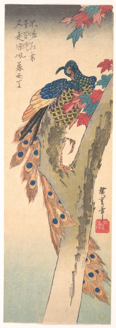 Vaahterapuussa istuva riikinkukko tekijältä Utagawa Hiroshige