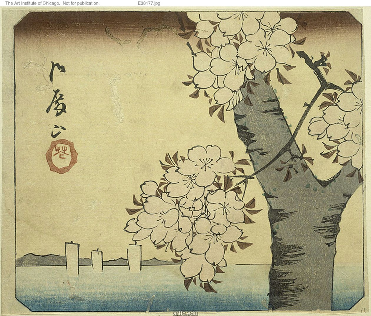 Kukat Goten Hillillä (Gotenyama, hana), osa arkkia sarjasta "Leikkaukset kuuluisista paikoista Edossa (Harimaze Koto meisho)" tekijältä Utagawa Hiroshige