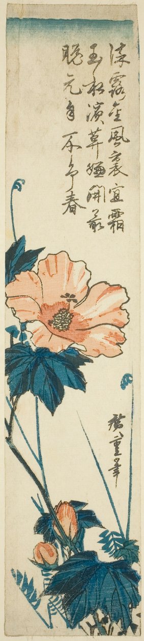 Hibiscus tekijältä Utagawa Hiroshige