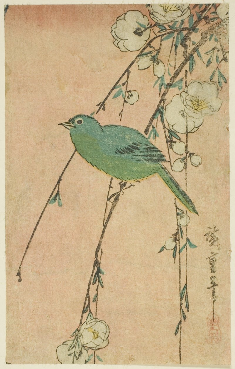 Japanilainen valkosilmäinen ja itkukirsikka tekijältä Utagawa Hiroshige