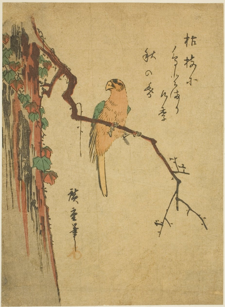 Ara murattipeitteisessä puussa tekijältä Utagawa Hiroshige