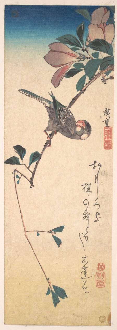 Purpurmagnolie und Hornvogel tekijältä Utagawa Hiroshige
