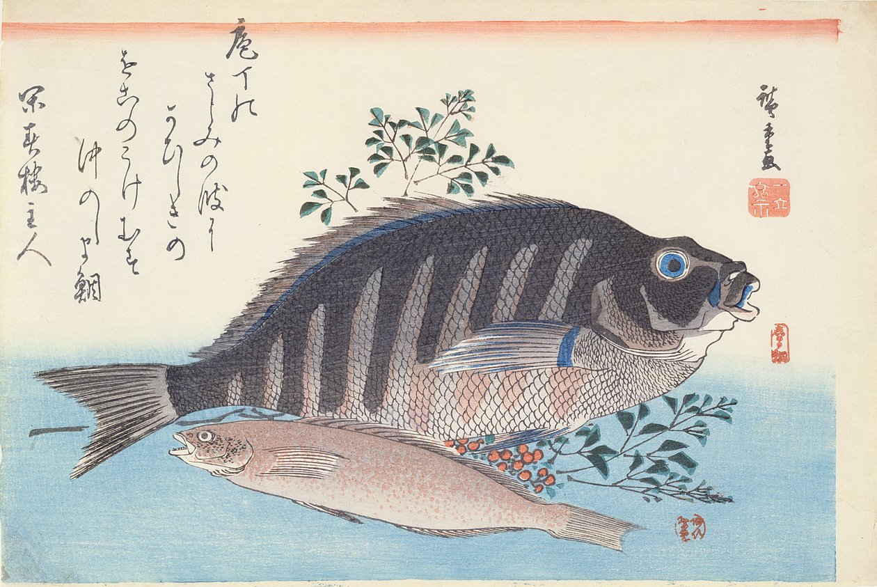 Shimadai ja Ainame, sarjasta "The Large Fish", Utagawa School, c. 1840-42 (puupalikkakäsinvärinen painatus paperille) tekijältä Utagawa Hiroshige