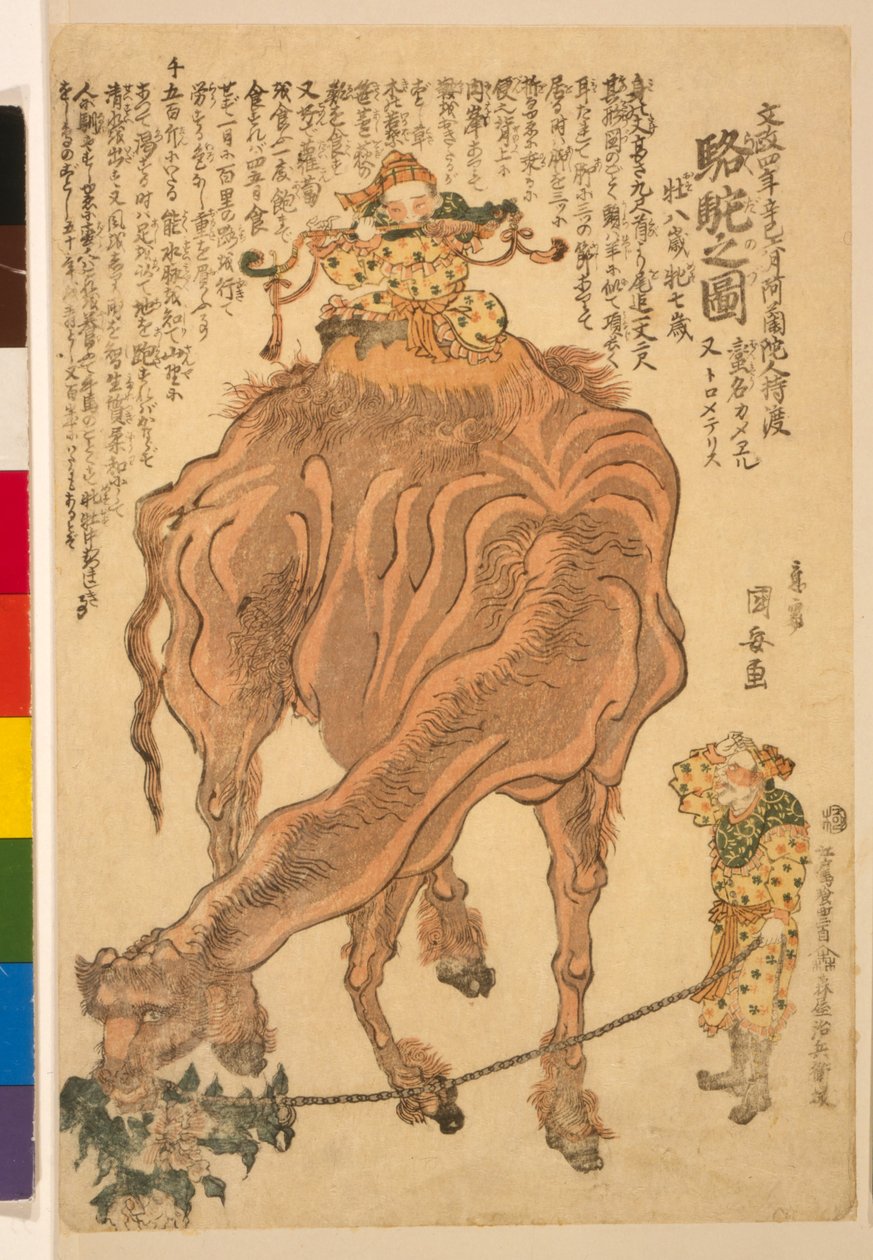 A Camel, pub. 1824 (käsin väritetty puupiirros) tekijältä Utagawa Kuniyasu