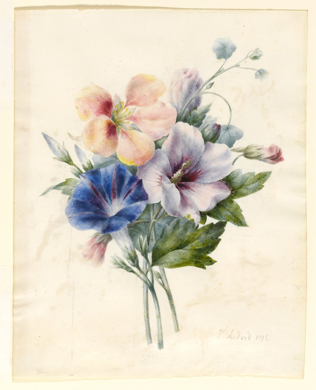 Kukat, mukaan lukien Blue Convolvulus, 1836 (wc ja vartaloväri vellum) tekijältä V. Medard