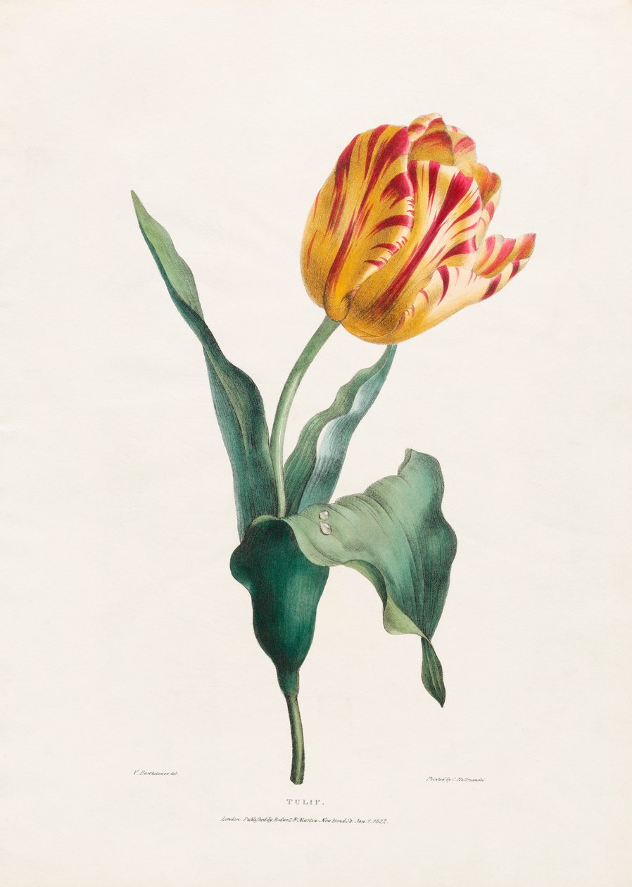 Antiikki tulppaaniprintti Valentine Bartholomew tekijältä Valentine Bartholomew