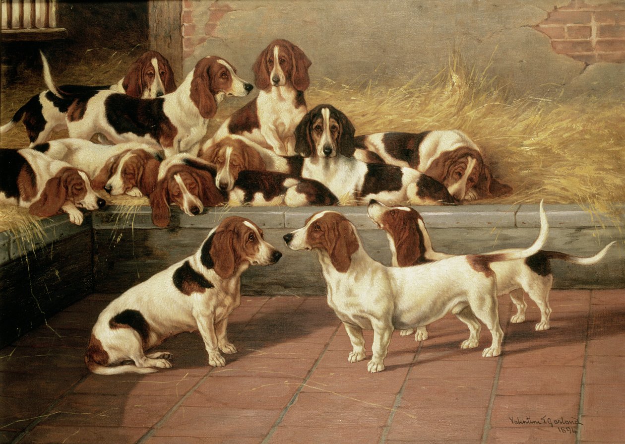 Basset Hounds kennelissä, 1894 tekijältä Valentine Thomas Garland
