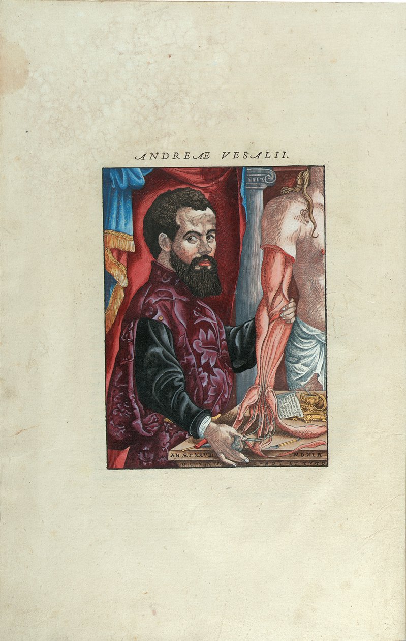 Andreas Starrin muotokuva Andreas Starrin (1514-64) De Humani Corporis Fabrica Libri Septemistä, julkaissut Johannes Oporinus, Basel, kesäkuu 1543 (väripuupiirros) tekijältä Venetian School