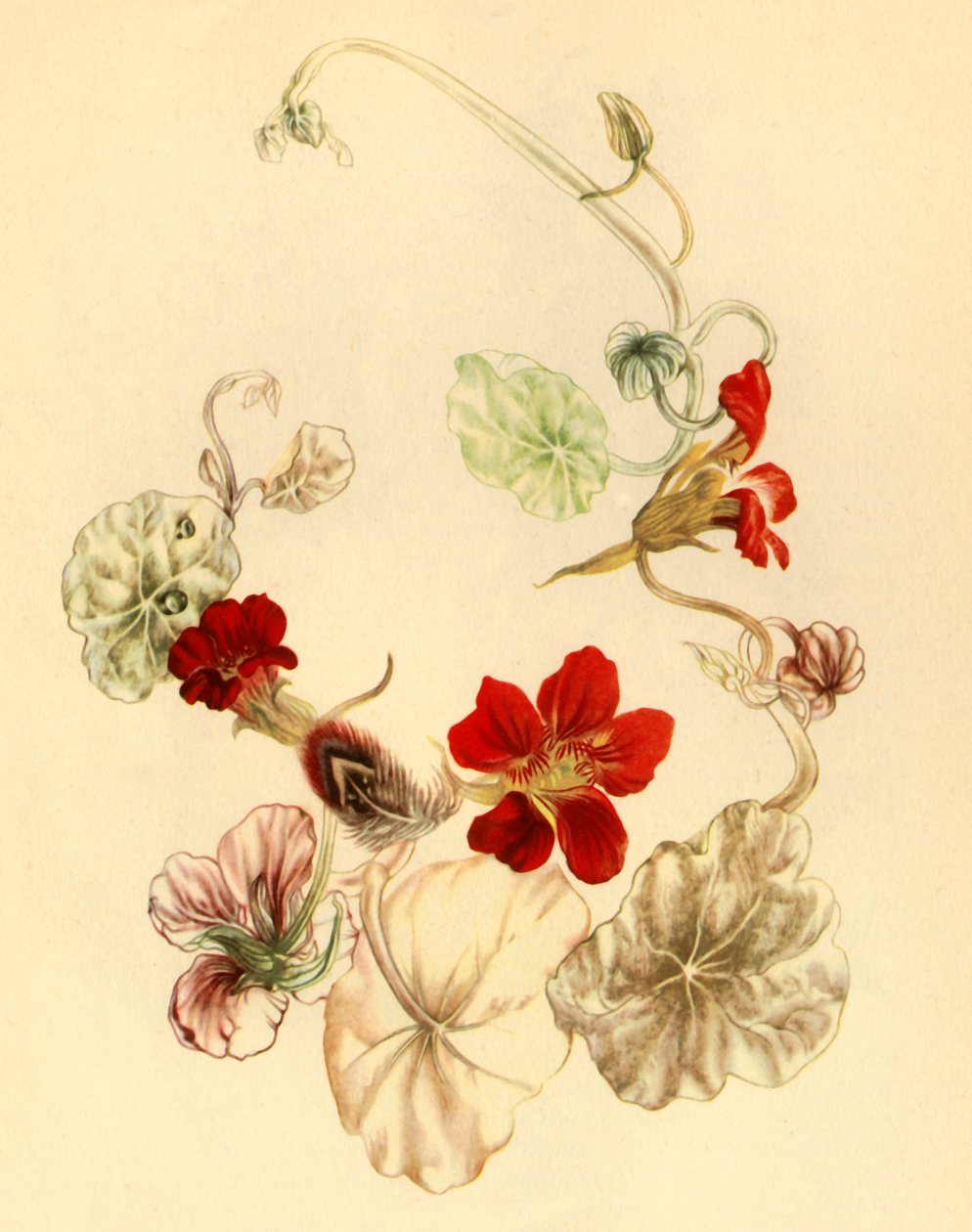 "Nasturtium", 1930-luku 1946. tekijältä Vere Temple