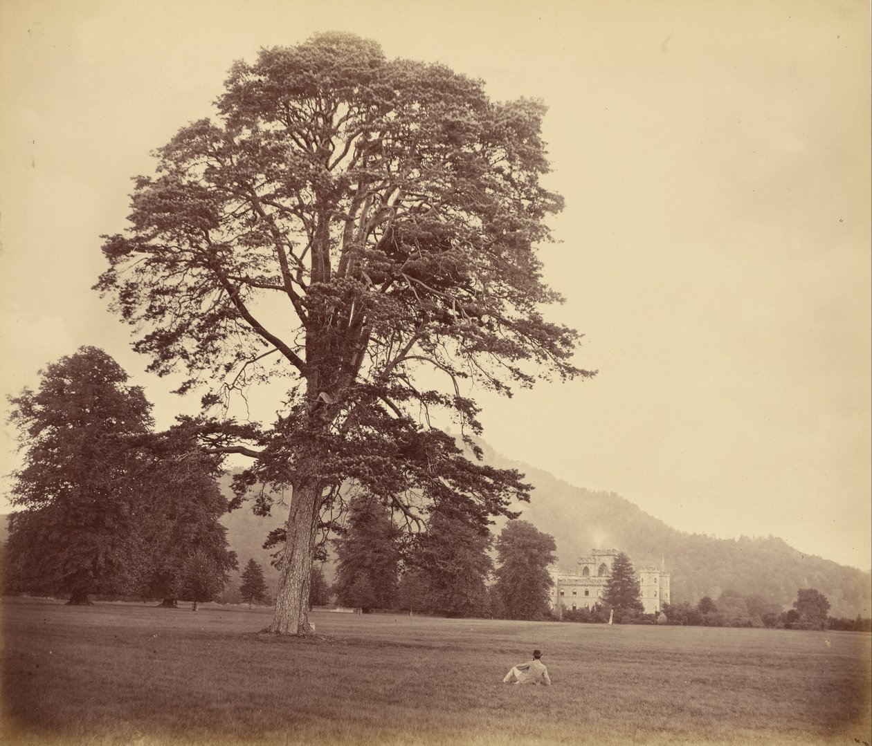 Great Scots Fir nurmikolla tekijältä Vernon Heath