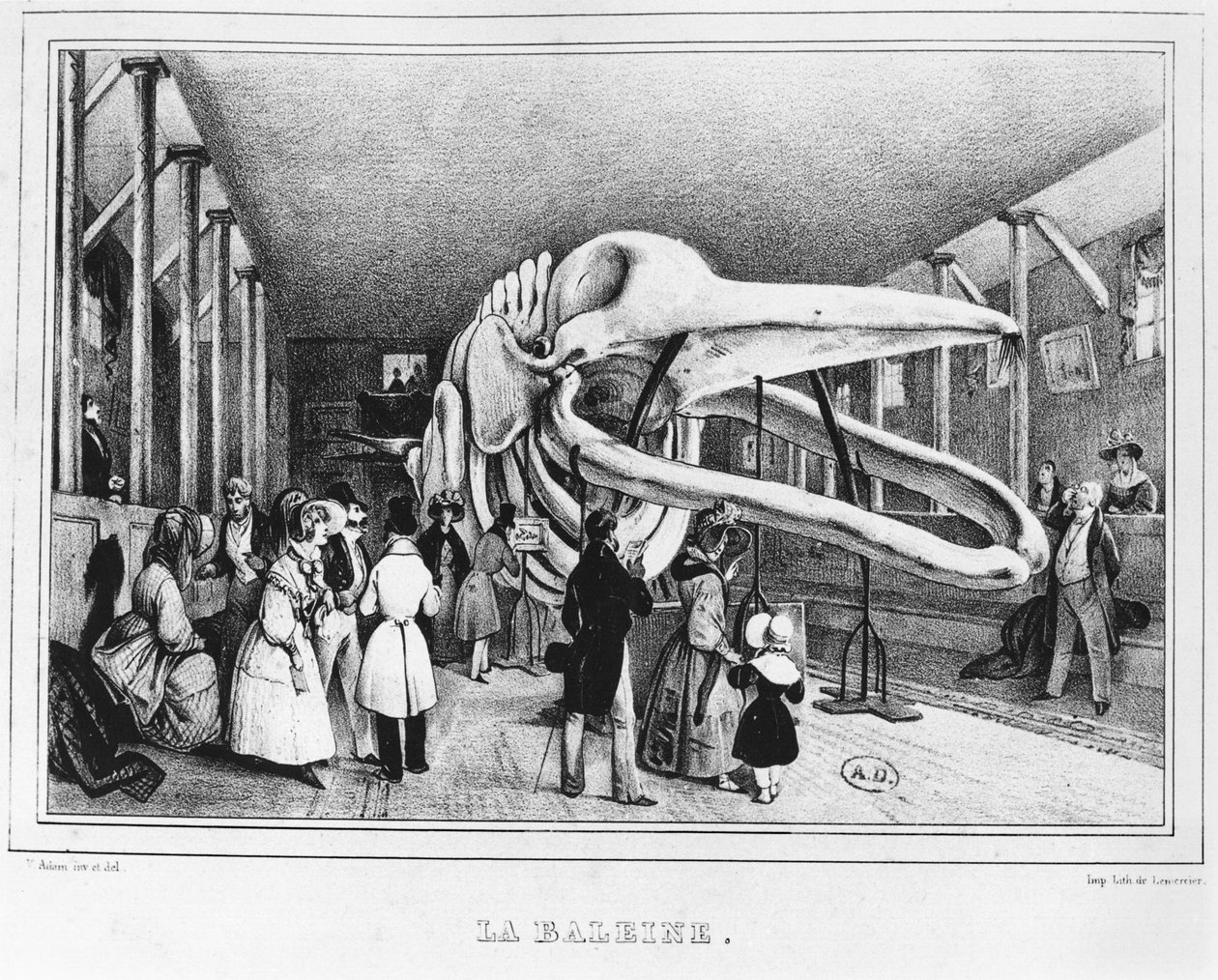 Valas luonnontieteellisessä museossa Pariisissa, noin 1840 tekijältä Victor Adam