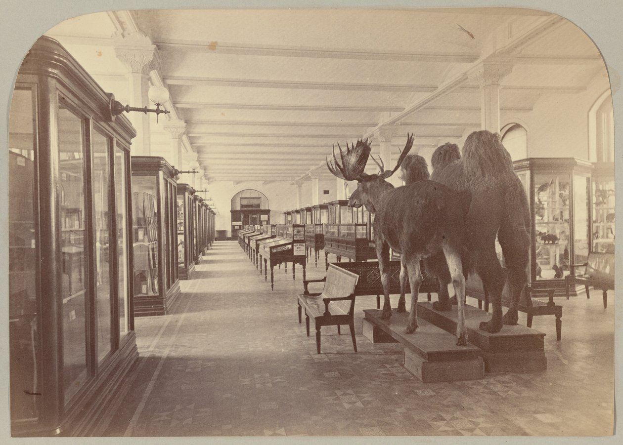 Pl. II. Alempi tarina: Nisäkkäät tekijältä Victor Prevost, Gaston L. Feuardent and Co., New York