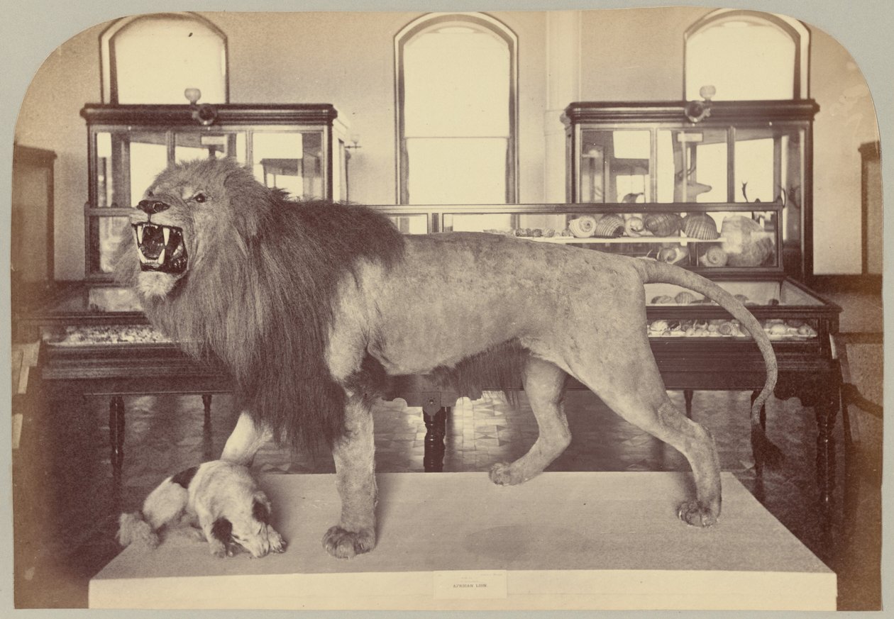 Pl. IX. Afrikkalainen leijona tekijältä Victor Prevost, Gaston L. Feuardent and Co., New York