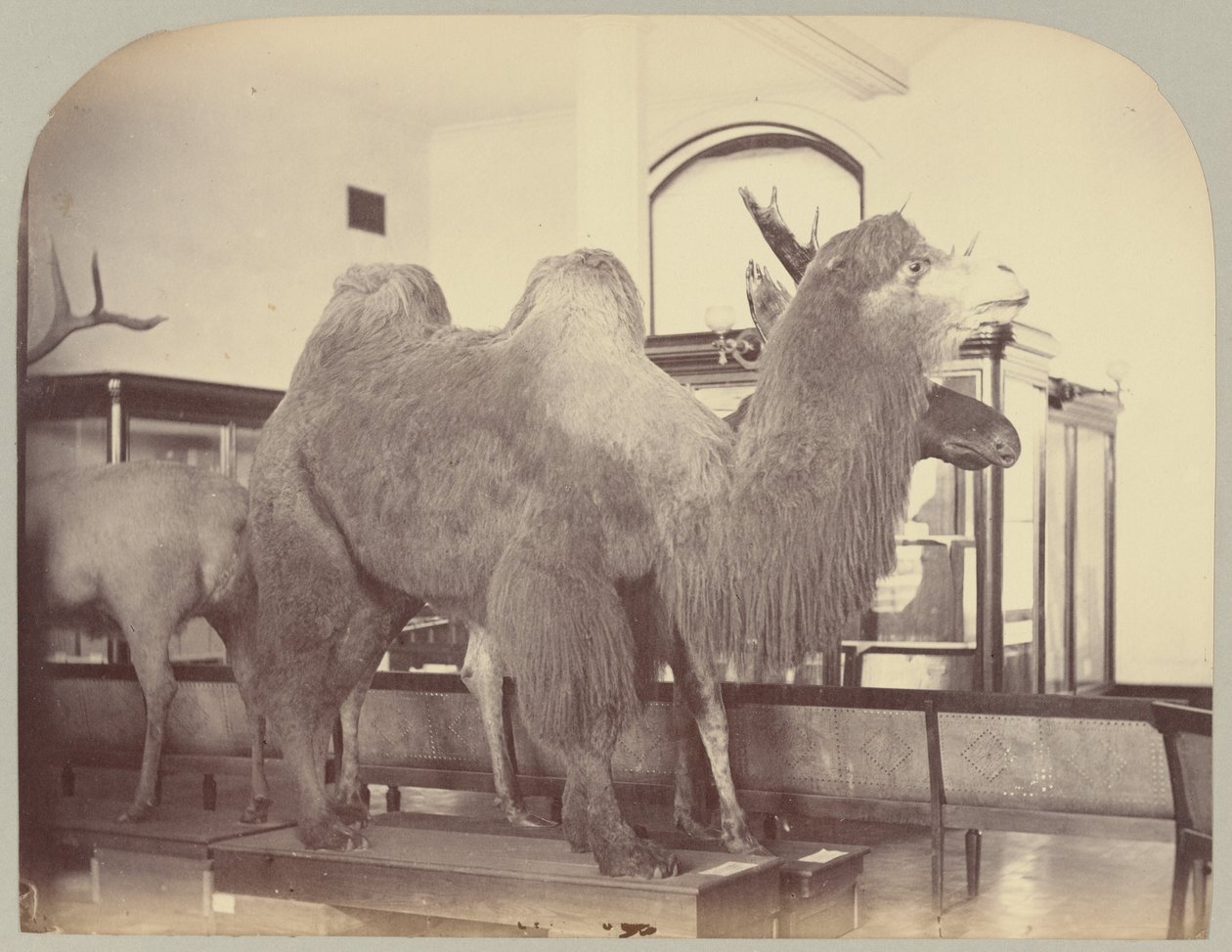 Pl. VIII. Kameli ja hirvi tekijältä Victor Prevost, Gaston L. Feuardent and Co., New York