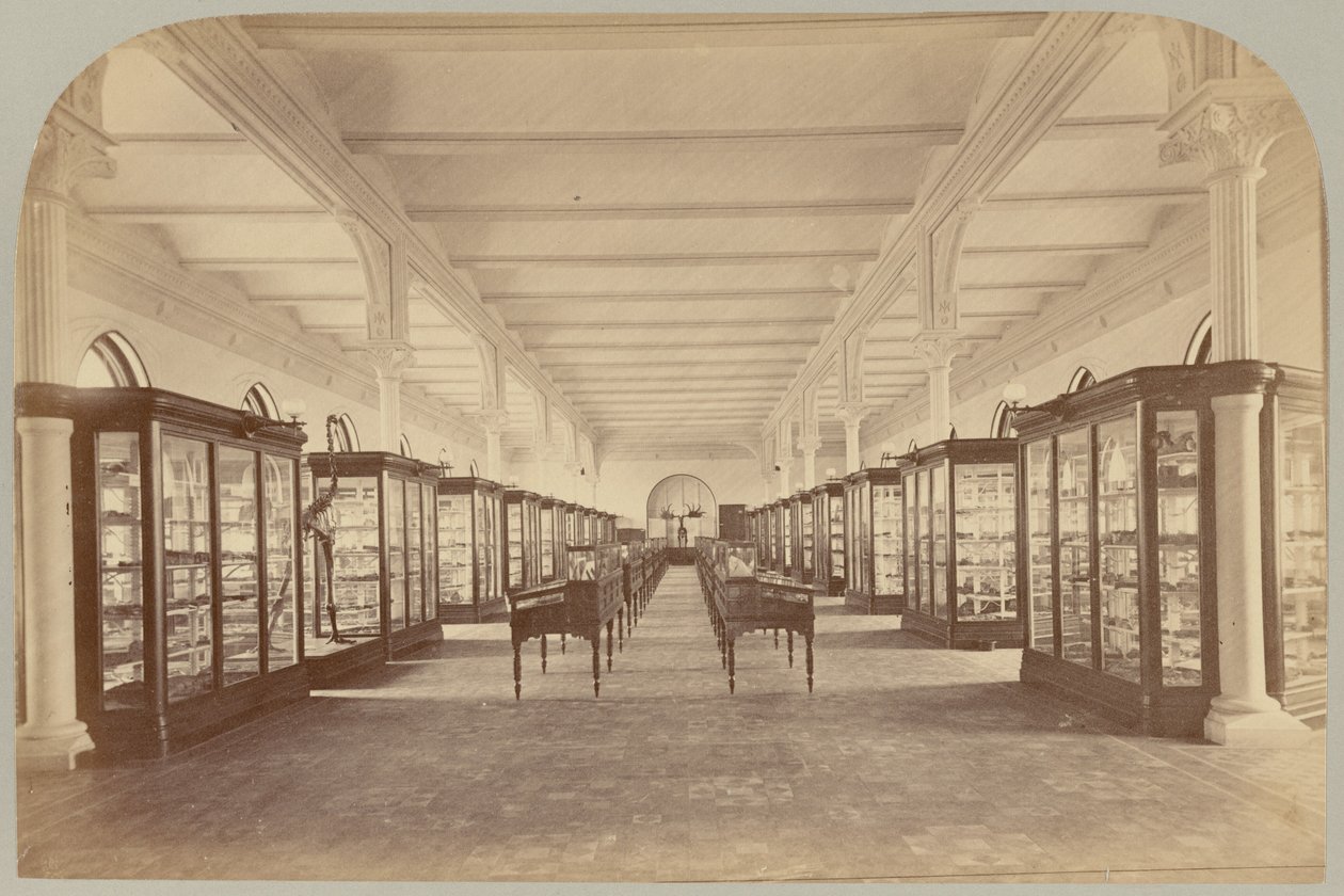 Pl. V. Upper Story: Fossiilit tekijältä Victor Prevost, Gaston L. Feuardent and Co., New York