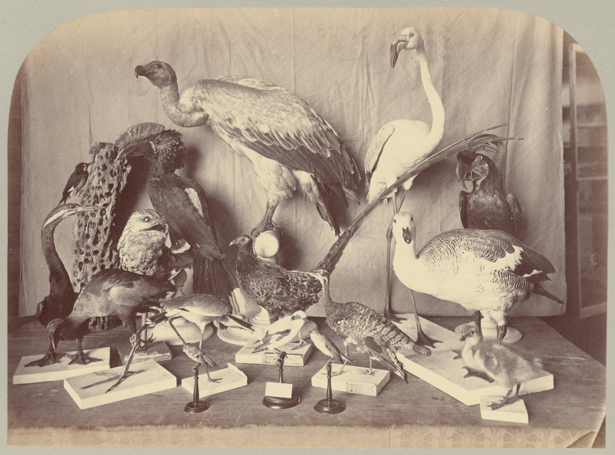 Pl. XIII. Linnut tekijältä Victor Prevost, Gaston L. Feuardent and Co., New York
