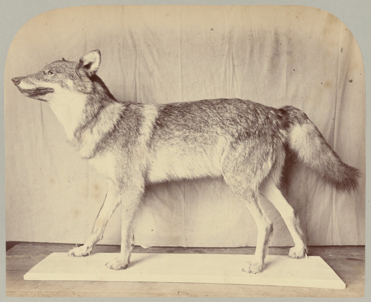Pl. XII. Euroopan susi tekijältä Victor Prevost, Gaston L. Feuardent and Co., New York
