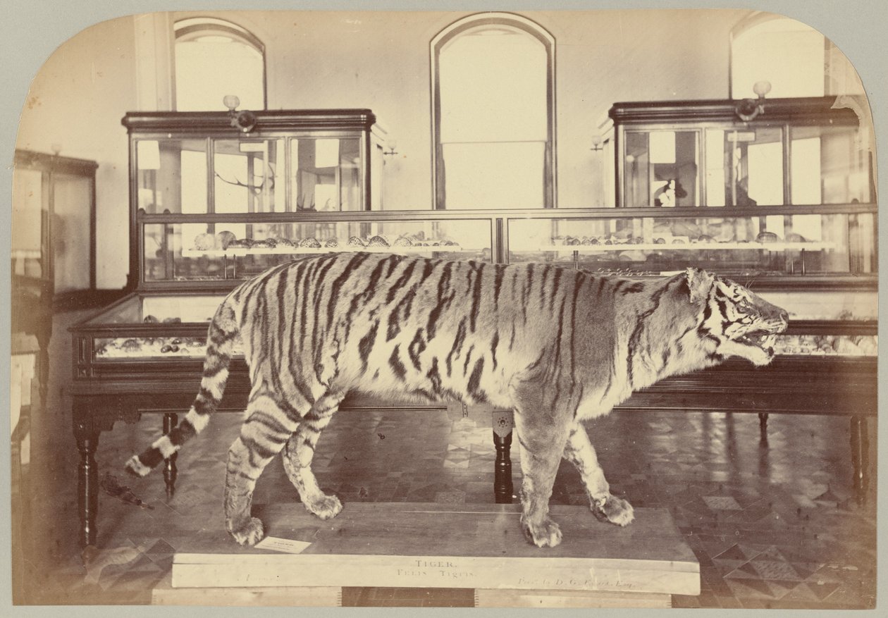 Pl. XI. Bengalin tiikeri tekijältä Victor Prevost, Gaston L. Feuardent and Co., New York