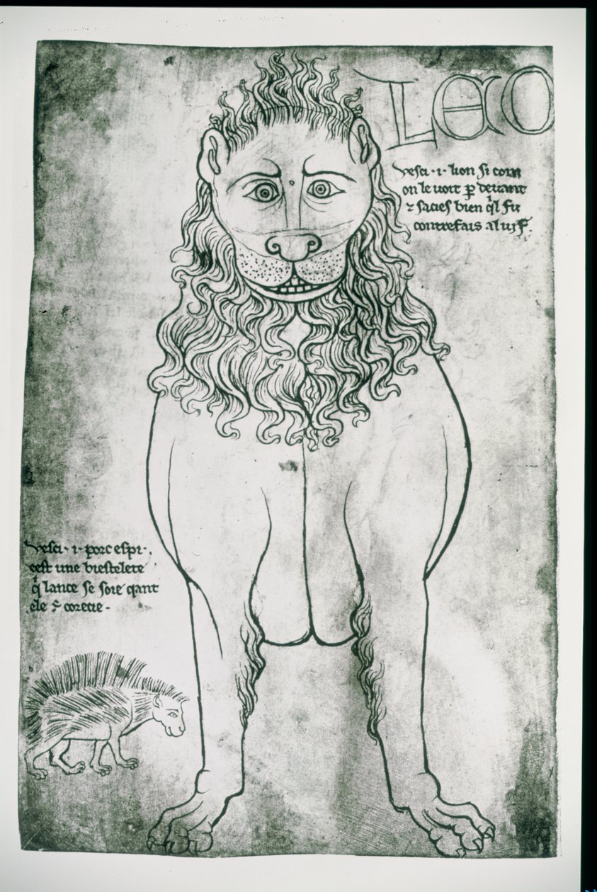 Ms Fr 19093 fol.24v Lion and Porcupine (faksimile) tekijältä Villard de Honnecourt