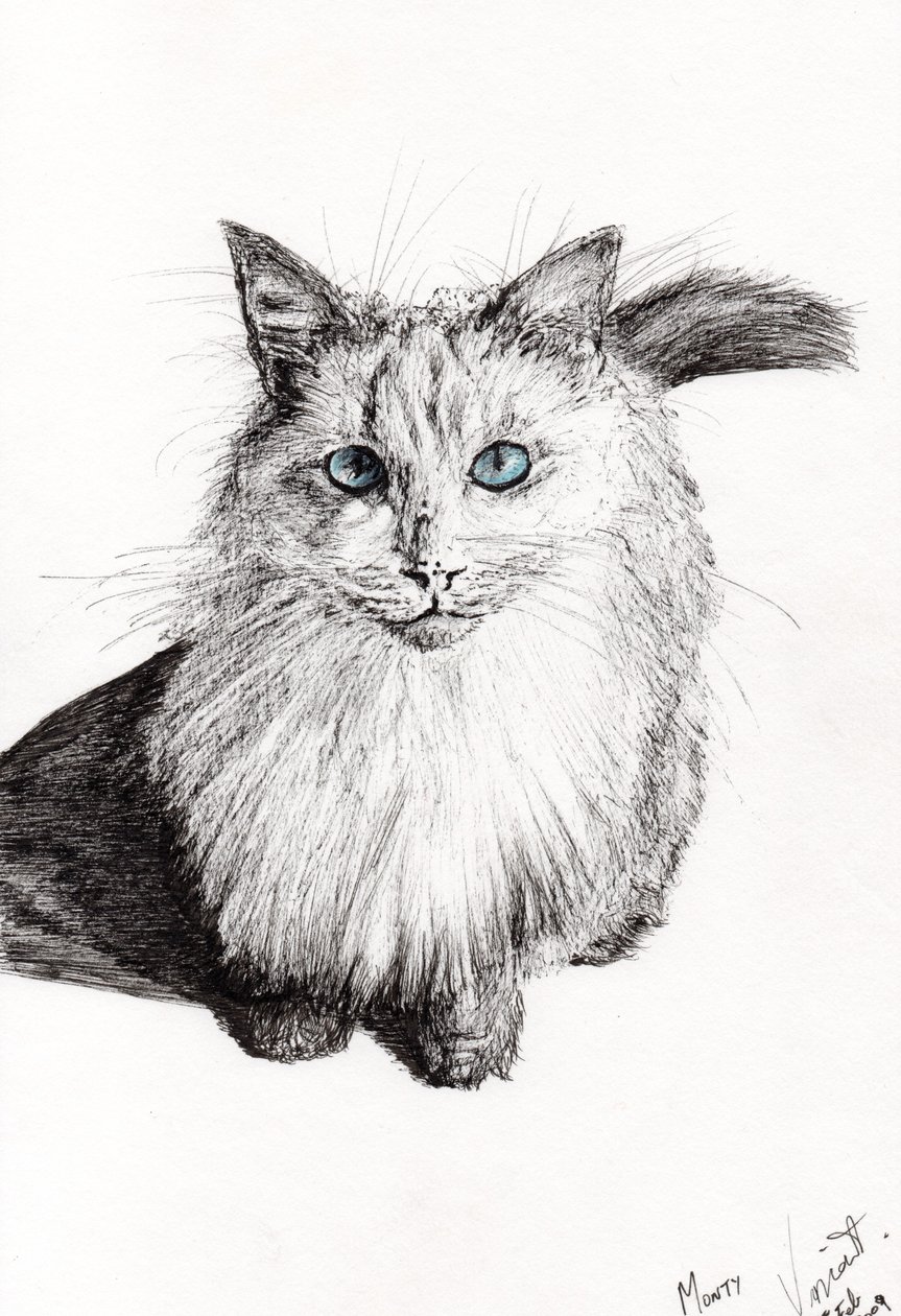 Monty, 2009, (tussi paperille) tekijältä Vincent Alexander Booth