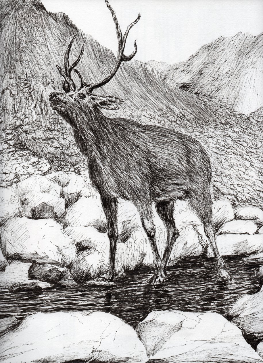 Hirvi, 2011, (tussi paperille) tekijältä Vincent Alexander Booth