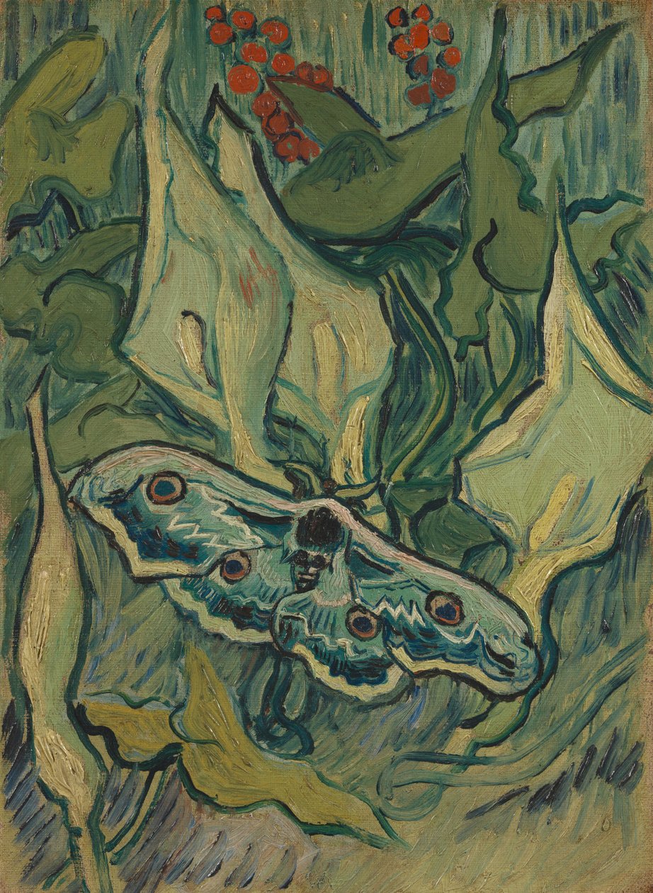 Giant Peacock Moth tekijältä Vincent van Gogh
