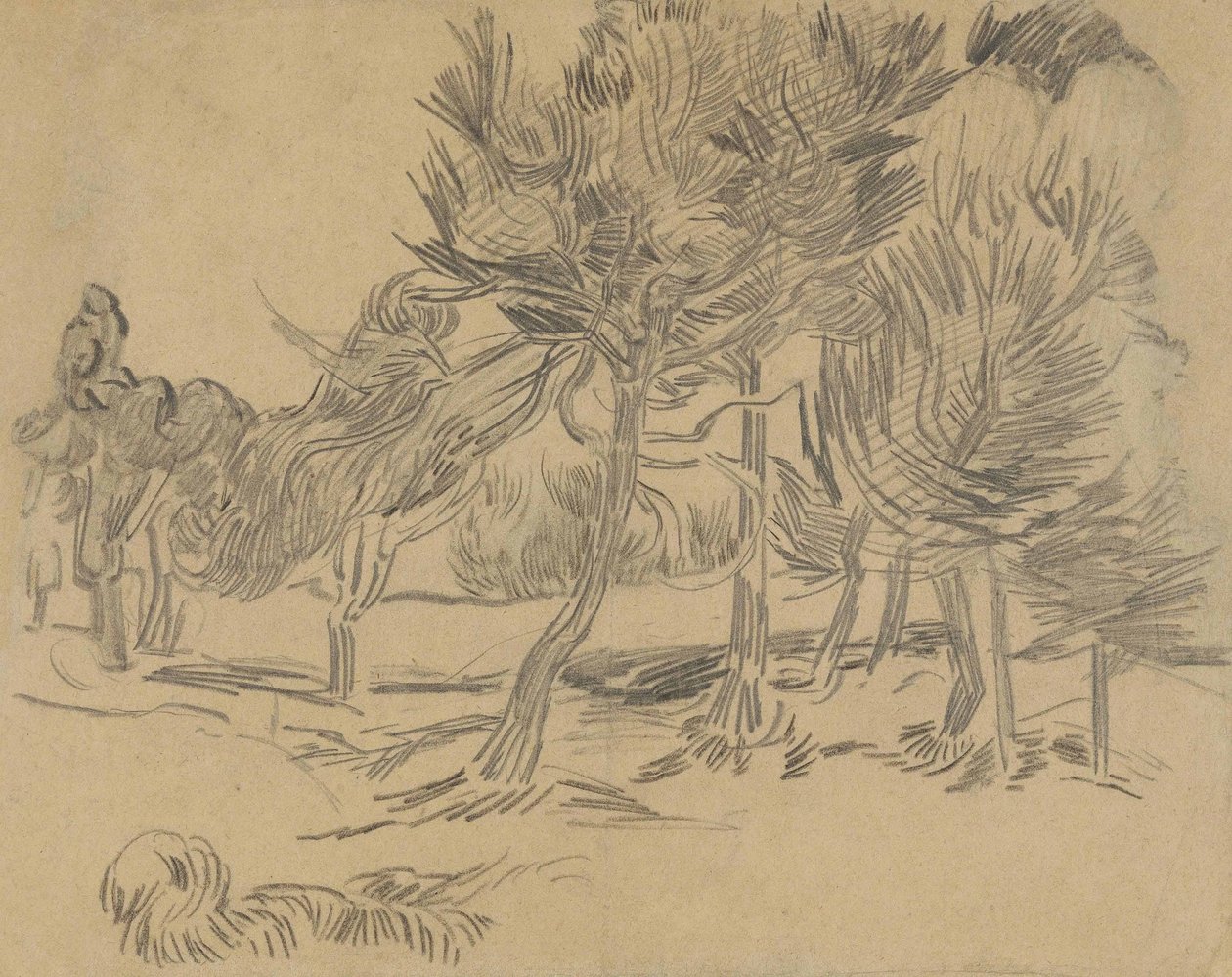 Ryhmä mäntyjä tekijältä Vincent van Gogh