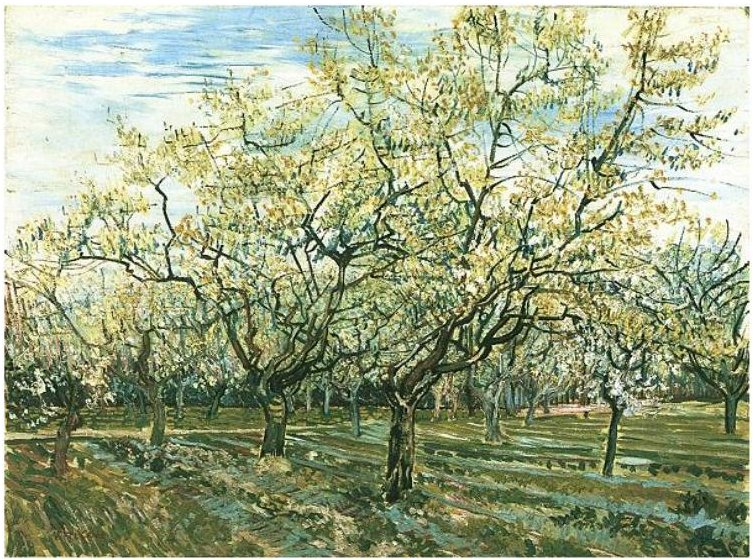 Obstgarten mit blühenden Pflaumenbäumen tekijältä Vincent van Gogh