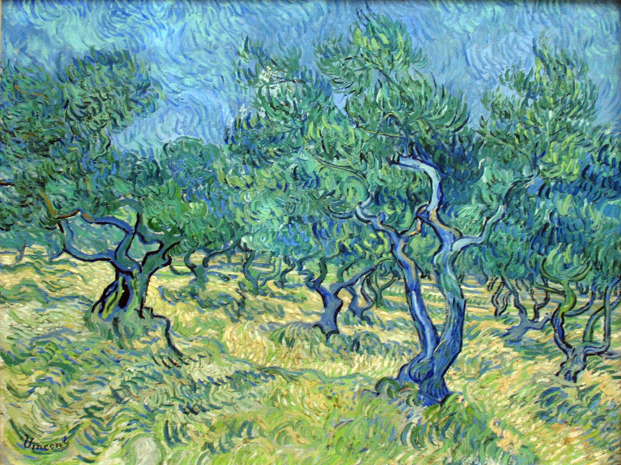Olivengarten tekijältä Vincent van Gogh
