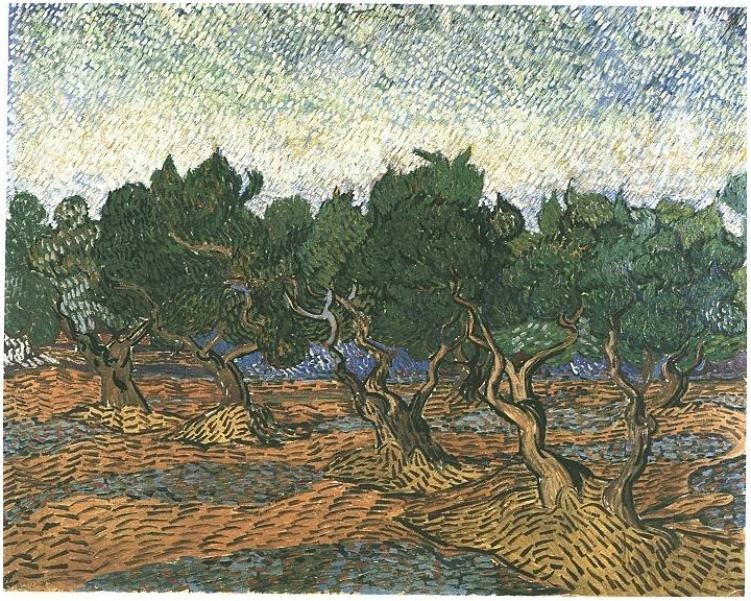 Olivenhain 3 tekijältä Vincent van Gogh