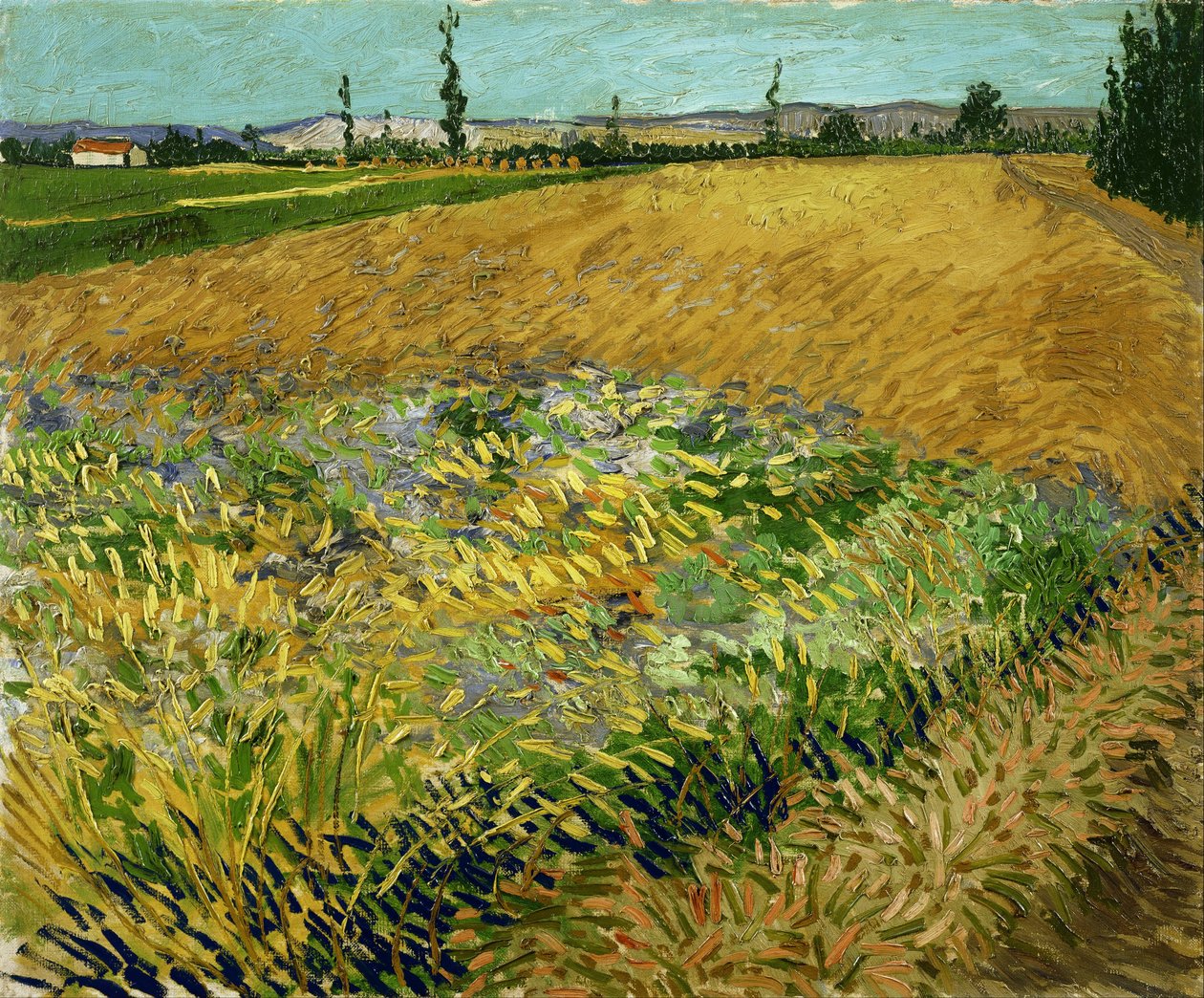 Vehnäpelto tekijältä Vincent van Gogh