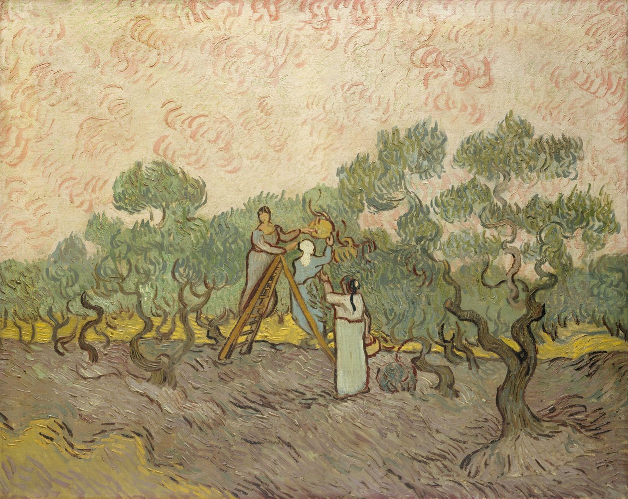 Naiset poimivat oliiveja tekijältä Vincent van Gogh