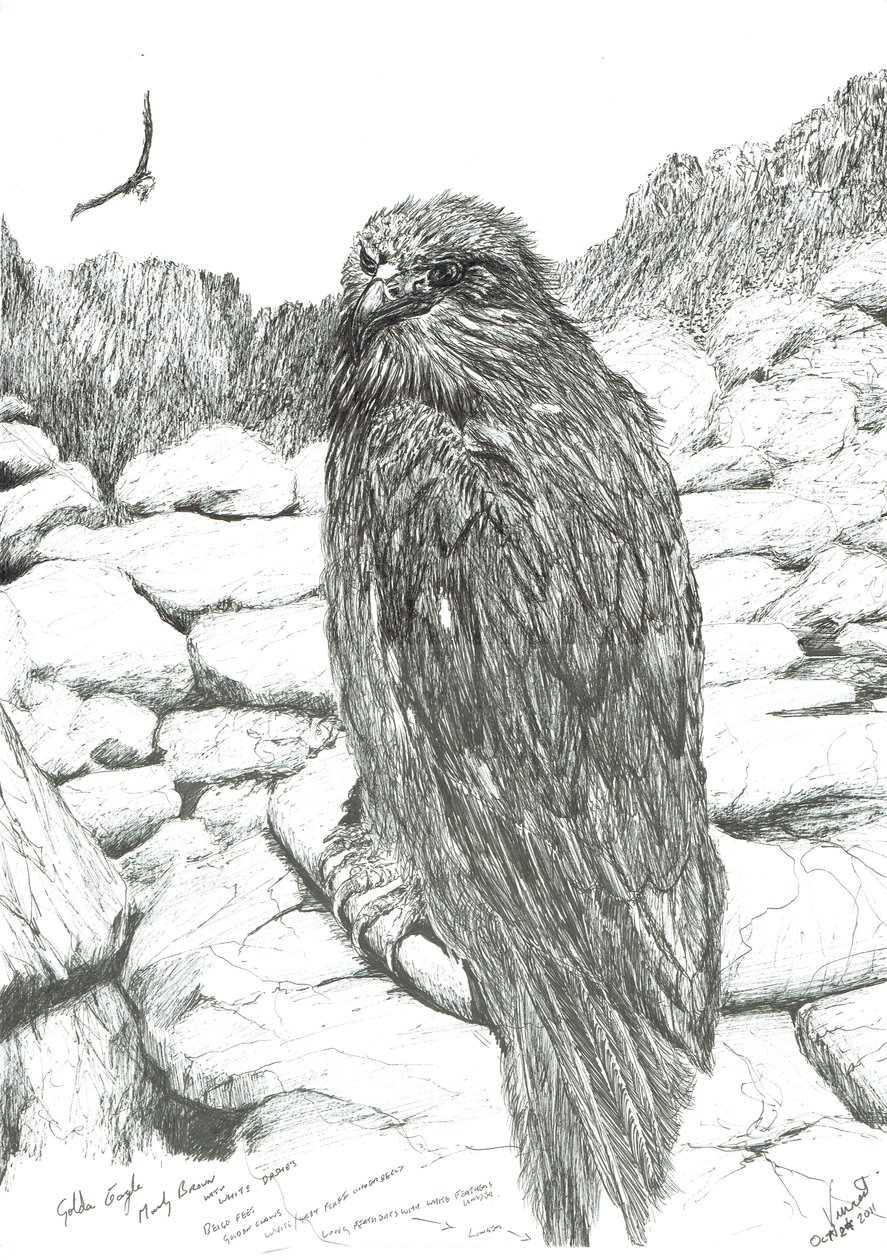 Eagles of the Highlands, 2011 tekijältä Vincent Alexander Booth